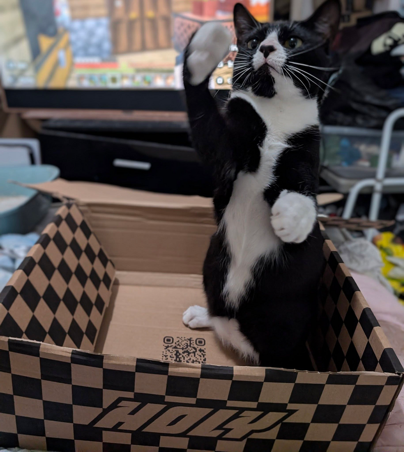 <p>Squad member Abbie’s cat Gizmo showing us his leathel </p>